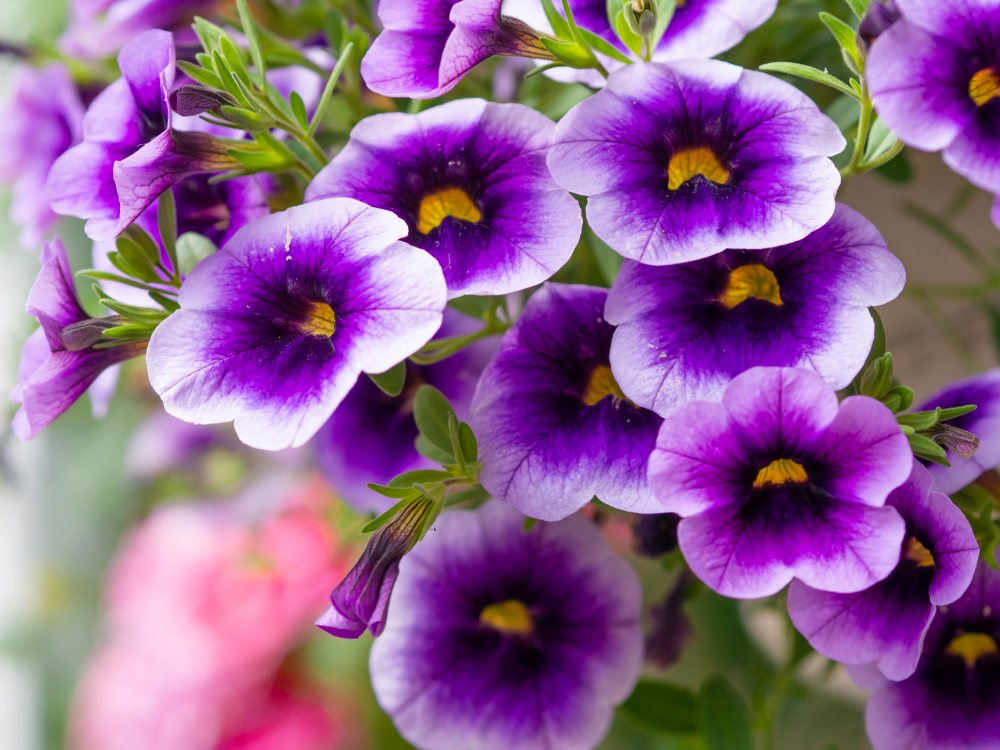 Purple Million bells, Calibrachoa, a popular outdoor container plant in hanging basket, closeup with selective focus